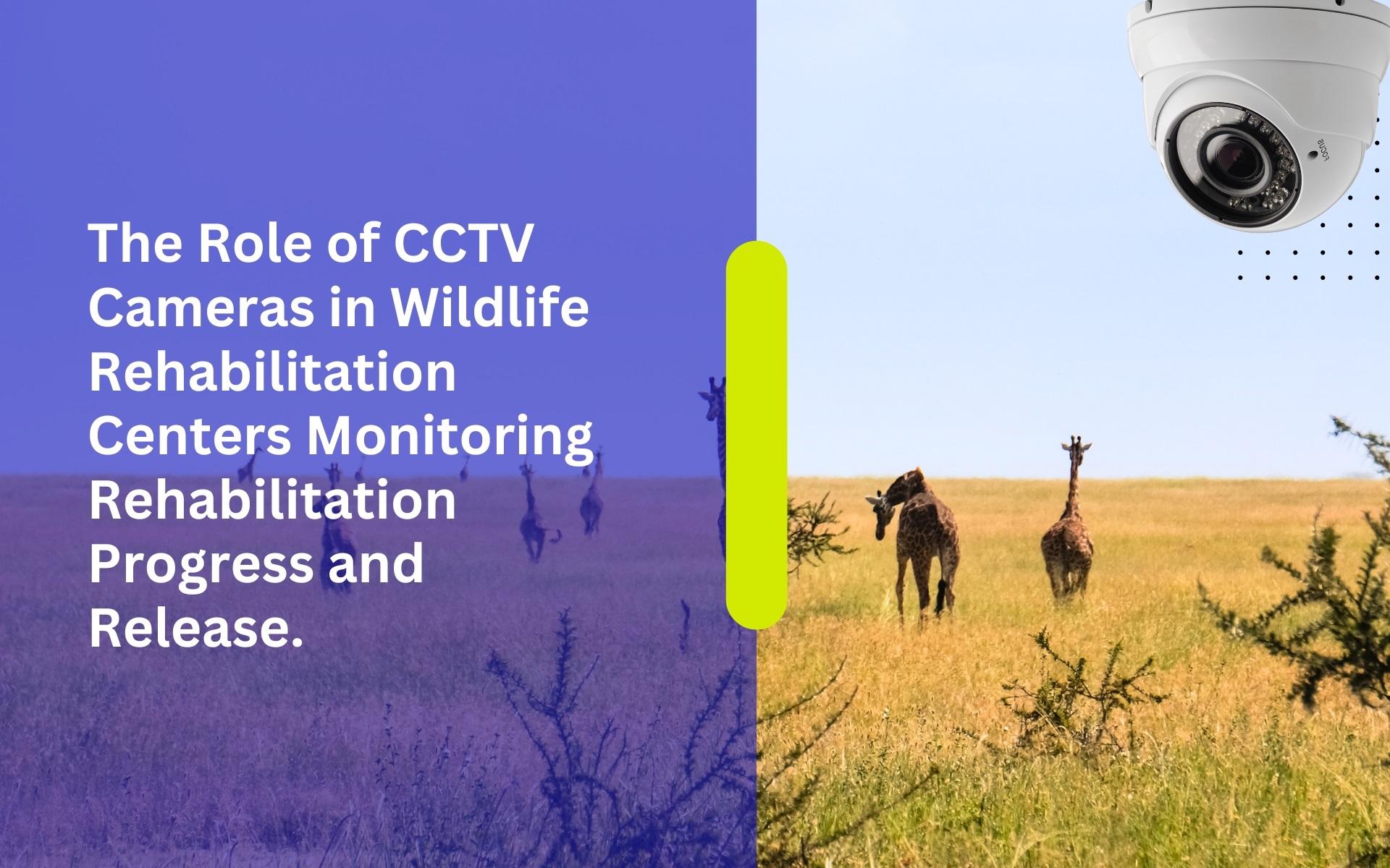 The Role of CCTV Cameras in Wildlife Rehabilitation Centers Monitoring Rehabilitation Progress and Release.